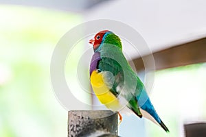 Multi colored Gouldian finch bird