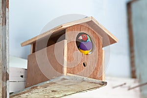 Multi colored Gouldian finch bird