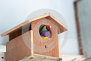 Multi colored Gouldian finch bird