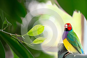 Multi colored Gouldian finch bird