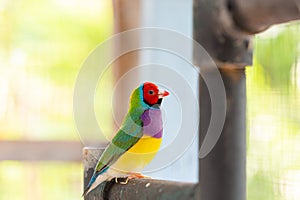 Multi colored Gouldian finch bird