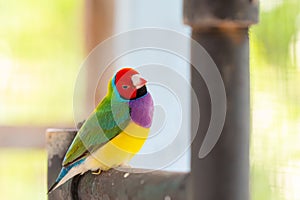 Multi colored Gouldian finch bird