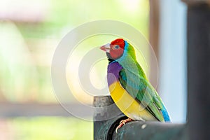 Multi colored Gouldian finch bird