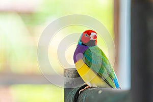 Multi colored Gouldian finch bird