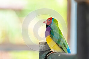 Multi colored Gouldian finch bird