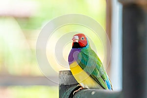 Multi colored Gouldian finch bird