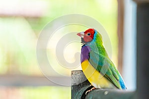 Multi colored Gouldian finch bird