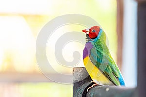 Multi colored Gouldian finch bird