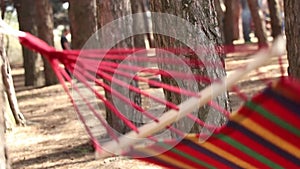 A multi-colored hammock hangs on a tree in the forest in the sun in spring