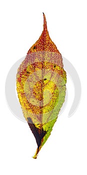 Multi-colored Honey locust leaf