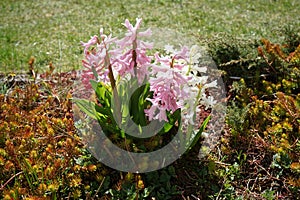 Multi-colored hyacinths in the garden in April. Berlin, Germany