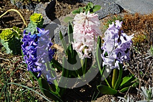 Multi-colored hyacinths in the garden in April. Berlin, Germany