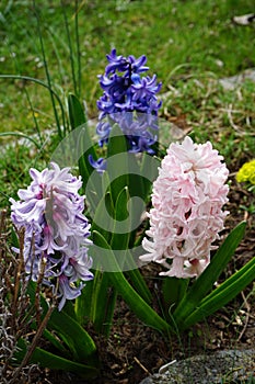 Multi-colored hyacinths in the garden in April. Berlin, Germany