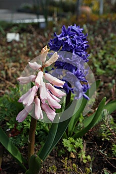 Multi-colored hyacinths in the garden in April. Berlin, Germany