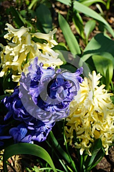 Multi-colored hyacinths in the garden in April. Berlin, Germany