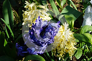 Multi-colored hyacinths in the garden in April. Berlin, Germany