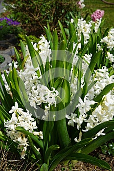 Multi-colored hyacinths in the garden in spring. Berlin, Germany