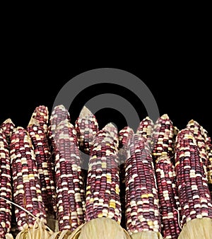 Multi Colored Indian Corn on Black Background, Clipping Path