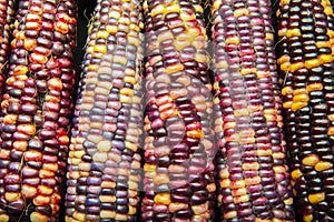 Multi colored indian corn