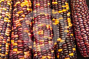 Multi colored indian corn