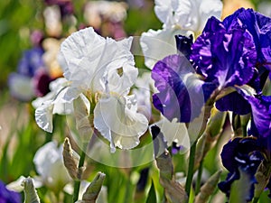 Multi-colored irises