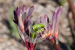 Multi colored `Kings Park Royale` kangaroo paw flower stem with blurred background