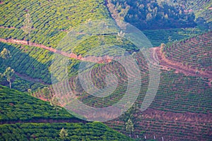 Multi colored landscape of the tea plantations