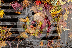 Multi colored leaves clogging a street drain