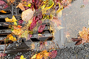 Multi colored leaves clogging a street drain