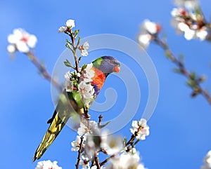 A multi-colored lorikeet parrot sits on a branch of an almond tree with white flowers against a blue sky