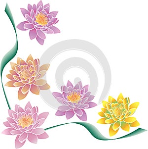 Multi-colored lotuses and green strips