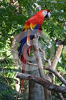 Multi-Colored Macaw