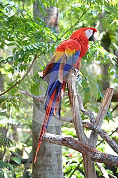 Multi-Colored Macaw