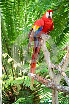 Multi-Colored Macaw