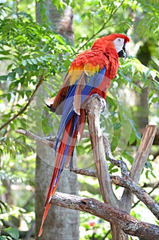 Multi-Colored Macaw