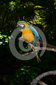 Multi-Colored Macaw on branch