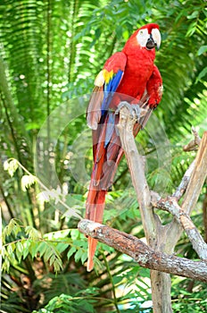 Multi-Colored Macaw on branch