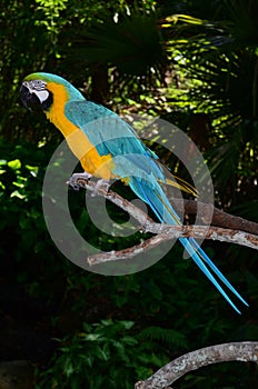 Multi-Colored Macaw on branch