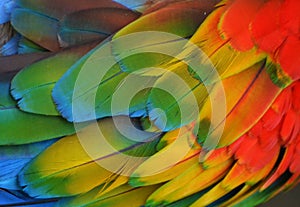 Multi-Colored Macaw Feathers