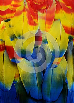 Multi-Colored Macaw Feathers