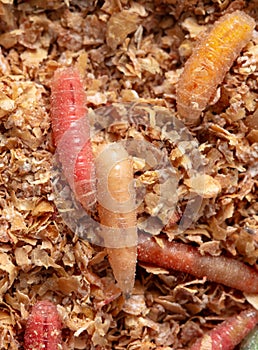 Multi-colored maggots in sawdust as a background. Macro