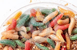 Multi-colored maggots in sawdust as a background. Macro