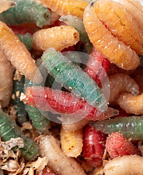 Multi-colored maggots in sawdust as a background. Macro