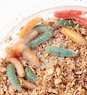 Multi-colored maggots in sawdust as a background. Macro