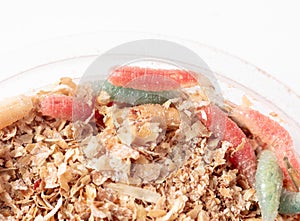 Multi-colored maggots in sawdust in a box isolated on a white background