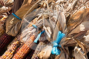 Multi-colored maize corn in bunches