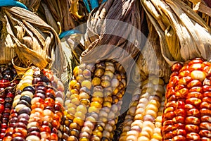 Multi-colored maize corn close up