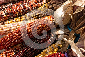 Multi-colored maize corn cobs in bunches