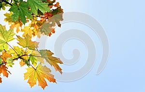 Multi-colored maple leaves against the blue sky