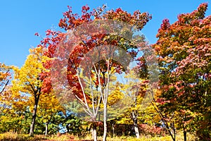 Multi-colored maple trees in Namsan Park in Seoul